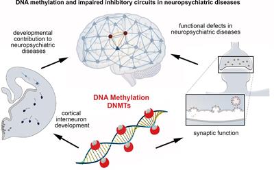 DNA Methylation-Dependent Dysregulation of GABAergic Interneuron Functionality in Neuropsychiatric Diseases